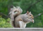 squirrel 2